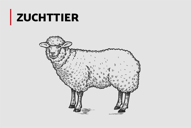 Zuchttier